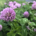 ムラサキツメクサ, Trifolium pratense,赤クローバー,レッドクローバー,クローバー、