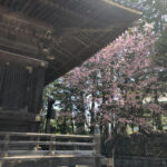 桜と寺