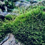 苔の森,原生林,moss,