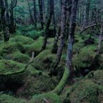 苔の森,原生林,