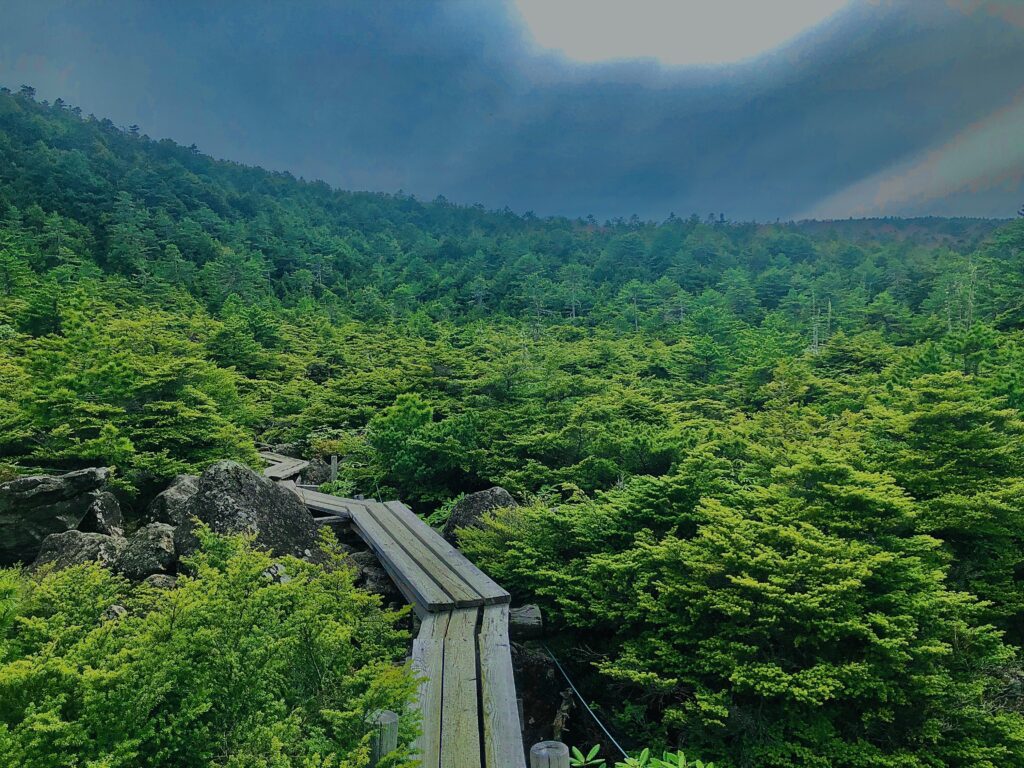 日本の苔の三大聖地,