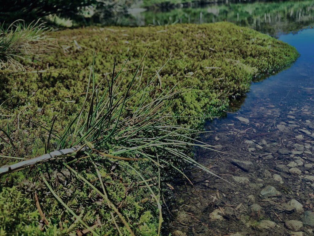 北八ヶ岳,七つ池,