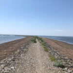 【縦写真】野付半島,トドワラ,別海町,７８８