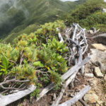 高山植物