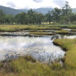 尾瀬国立公園,池,沼,湿地,