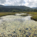 池,沼,水草,湿地,