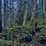 苔の森,日光白根山,