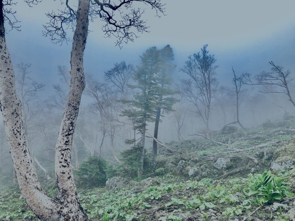 森林限界,日光白根山,