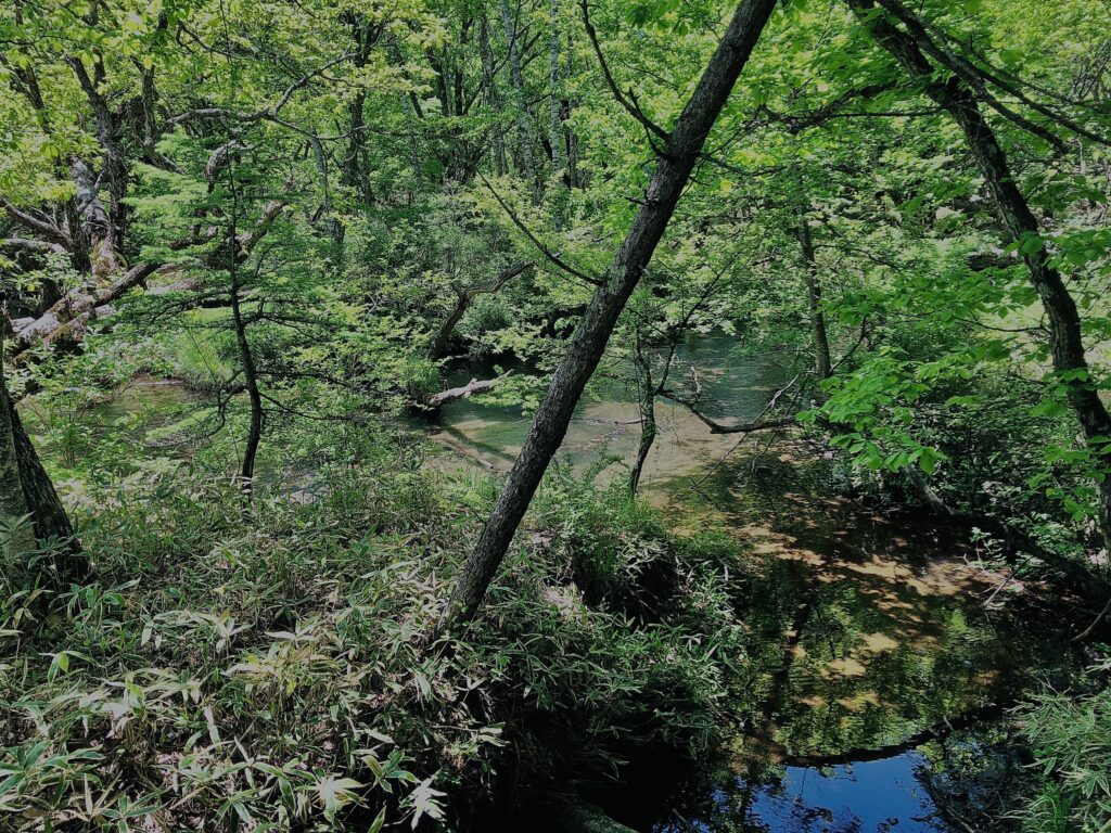 戦場ヶ原,三本松,