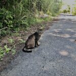 田代島,猫島,