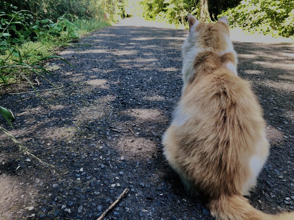 田代島,猫島,