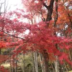 上三依水生植物園,紅葉,