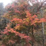 上三依水生植物園,紅葉,