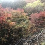 御岳山,紅葉,