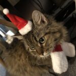 クリスマス猫,