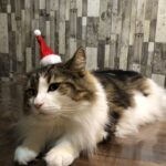 クリスマス猫,