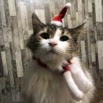 クリスマス猫,