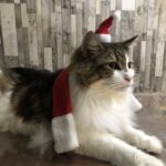 クリスマス猫,