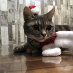 クリスマス猫,