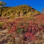 紅葉,山,森,秋,赤,