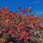 紅葉,山,森,秋,赤,