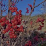 紅葉,山,森,秋,赤,