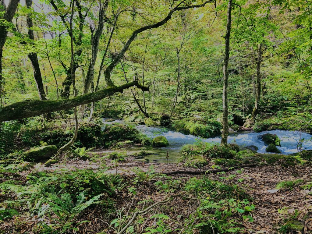 奥入瀬渓流,苔の三大聖地,