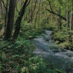 奥入瀬渓流,青森県十和田市,