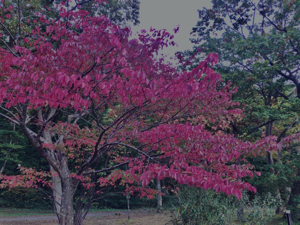 十和田湖,紅葉,