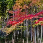 北鎌倉,秋,冬,湘南,江の島,紅葉,