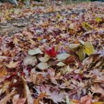 北鎌倉,秋,冬,湘南,江の島,紅葉,