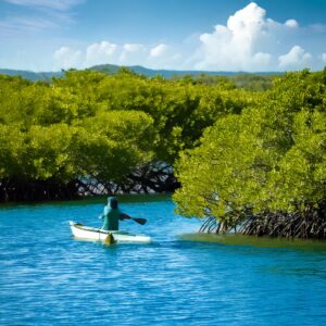 SUP,カヌー,マングローブ,海,雲,晴天,