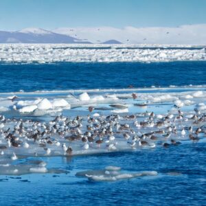 流氷,オホーツク海,紋別,網走,冬の絶景,海,大自然,絶景, 海鳥,