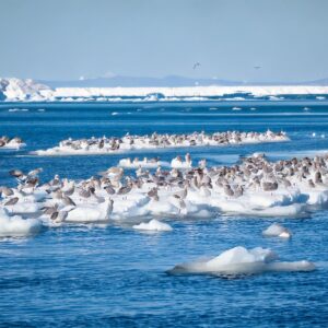 流氷,オホーツク海,紋別,網走,冬の絶景,海,大自然,絶景, 海鳥,