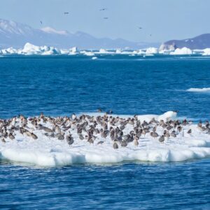 流氷,オホーツク海,紋別,網走,冬の絶景,海,大自然,絶景, 海鳥,